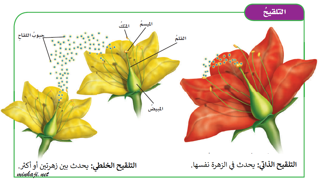 التلقيح الذاتي والتلقيح الخلطي